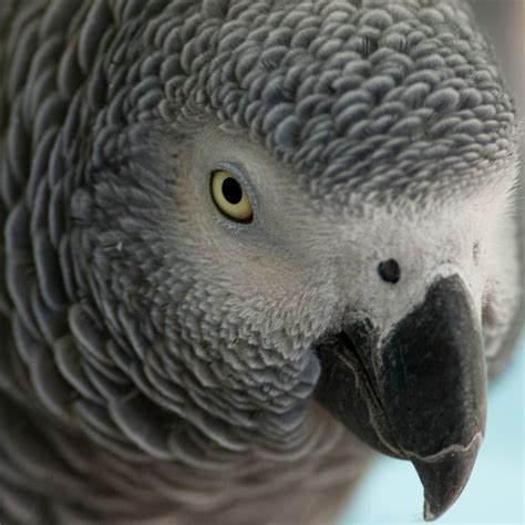 African Gray Parrot - Pentax User Photo Gallery