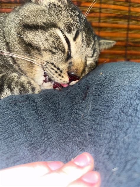 My cat is bleeding from its mouth and it sounds like he can’t breathe ...