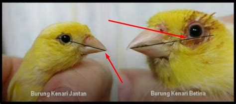 Tips Memilih Burung Kenari Betina Yang Berkualitas | SuhuKicau.Com