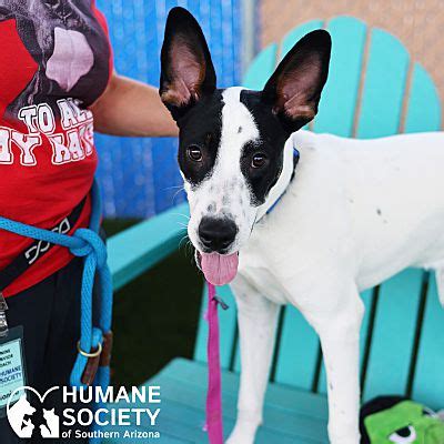 Tucson AZ Border Collie Meet HOTCH A Pet For Adoption AdoptaPet