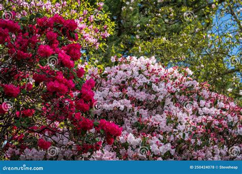 Azaleas Y Rododendros Rodean El Camino En Primavera Foto De Archivo