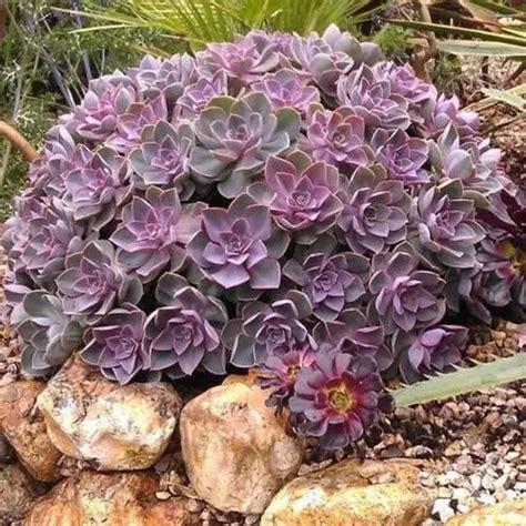 Echeveria Perle Von N Rnberg Cuidados Jard N De Suculentas