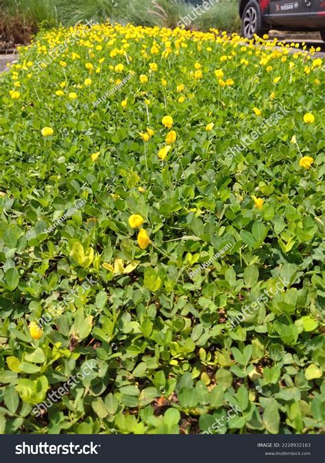 Arachis Pintoi Low Growing Herbaceous Perennial Stock Photo 2228932163