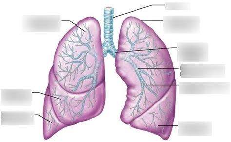 Human Lungs Diagram Labeled