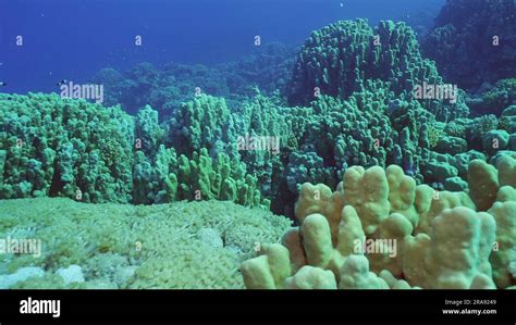 Hard Corals Colony Porites Tropical Fish Swim Above Top Of Coral Reef