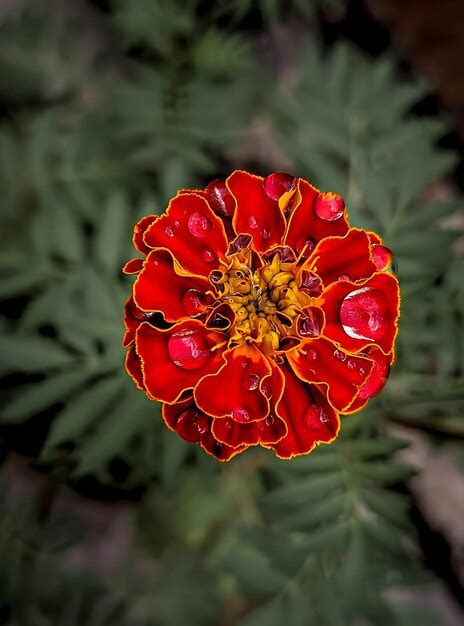 Premium Photo | African Marigold