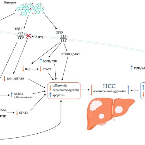 Schematic Representation Of The Direct Role Of Sex Hormones In