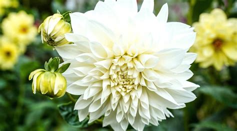 Unique White Flower Images | Best Flower Site