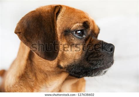 Closeup Dark Fawn Puggle Dog Laying Stock Photo 127638602 Shutterstock