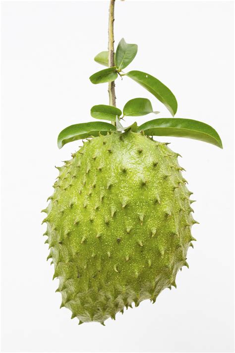 Effective Health Benefits of Guanabana Fruit - See Hope