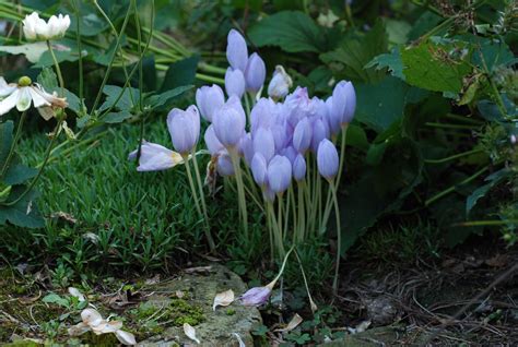 Lifestyle Garden: Using Fall Blooming Crocus and Autumn Crocus