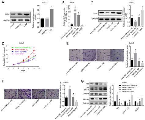 Microrna‑106a‑5p Promotes The Proliferation Autophagy And Migration Of