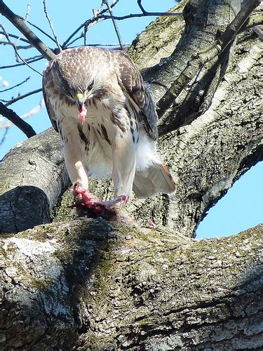 red-tailed hawk feeding | fresh pond reservation (glacken sl… | Flickr