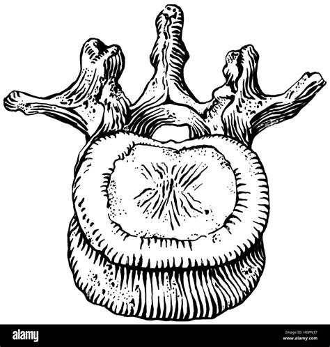 Mamillary Process Immagini E Fotografie Stock Ad Alta Risoluzione Alamy