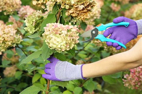 6 Expert-Approved Pruning Tips Every Gardener Should Know