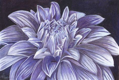 Dahlia Colored pencil drawing by veronicacrockford on DeviantArt