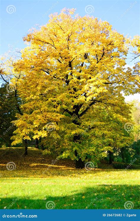 Yellow Tree In Park Stock Photo Image Of Nature Scenic 26672682