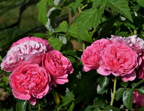 Rosier Plantation Conseils De Taille Et D Entretien Des Rosiers