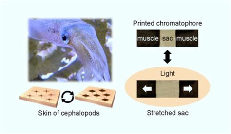 Newly-Developed Artificial Chromatophores Change Color in Response to ...