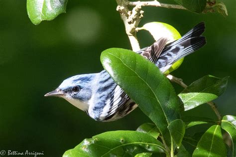 Cerulean Warbler In The FAB Region