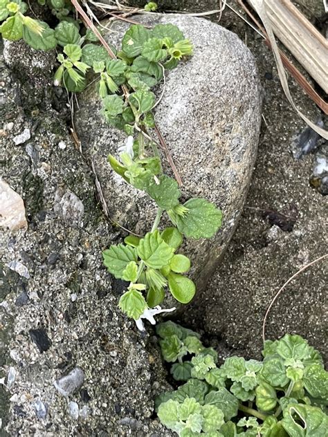 Leucas Chinensis From 臺灣島 石門區 Nwt Tw On December 5 2023 At 0426 Pm By Shiaokao · Inaturalist