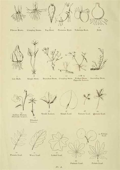 Reproducciónreproduction 8513673366 The Flowering Plants Grasses