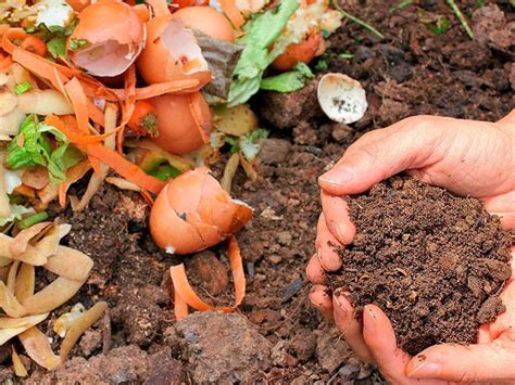 Qué es el abono natural para plantas y cómo hacerlo en casa