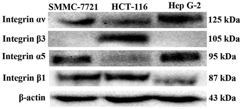 In Vitro And In Vivo Activities Of An Antitumor Peptide Hm 3 A Special