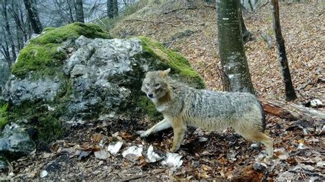 Lo Sciacallo Dorato Nel Parco Nazionale La Fototrappola Immortala Un