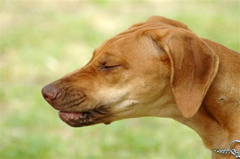 Por qué tiembla mi Bichón Maltés Vimar Alfambra