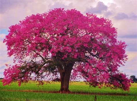 Sementes De Rvores Ip Rosa Tabebuia Impetiginosa C Gara R