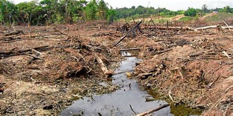 Advierte Conabio sobre pérdida de biodiversidad en México similar a