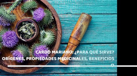 Cardo mariano para qué sirve Orígenes propiedades medicinales