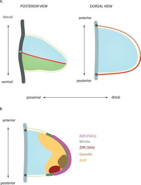 Developmental Signals Sonic Hedgehog Embryology