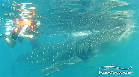 Tour Nado Con Tibur N Ballena Holbox Guide