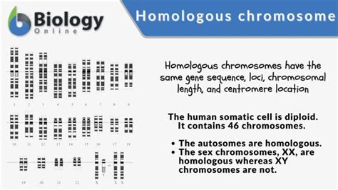 Homologous Chromosome Definition And Examples Biology Online Dictionary