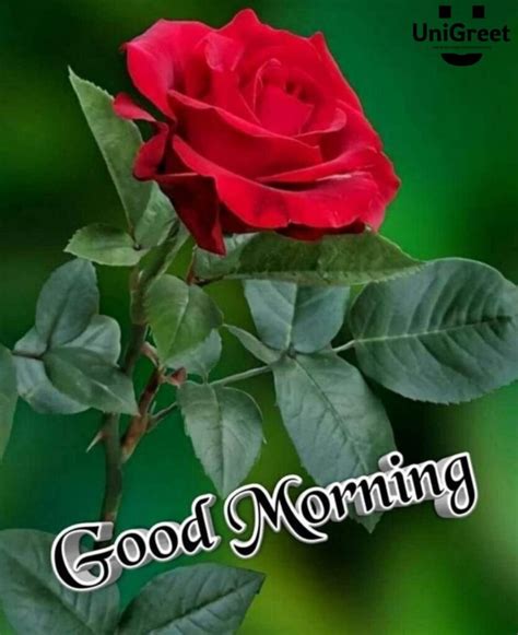 Awe Inspiring Collection Of 999 Good Morning Images With Rose Flowers