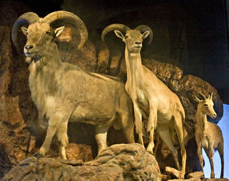 Aoudad, Barbary Sheep | Wildmoz | Magazine