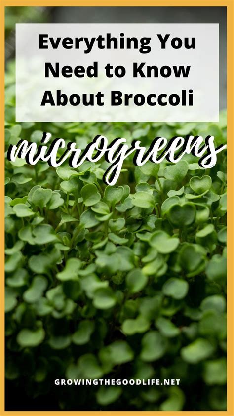 Growing Broccoli Microgreens The Complete Guide Artofit