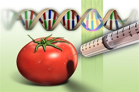 Alimentos transgênicos Blog Nutrição Prática da Rede Globo