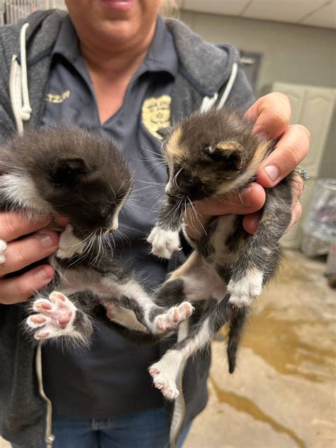 hot springs animal services 2