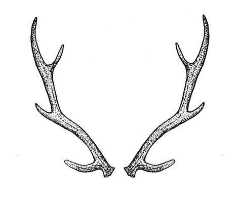 Vector Freeuse Antler Silhouette At Getdrawings Com White - Clip Art ...