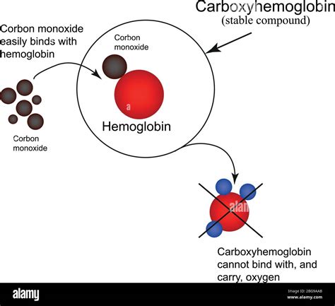 Carboxyhemoglobin Joining The Hemoglobin Carbon Monoxide The