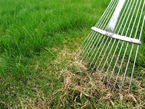 Why And How To Dethatch A Lawn Hgtv