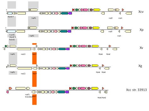 Comparison Of Type III Secretion System Cluster Its Associated Type