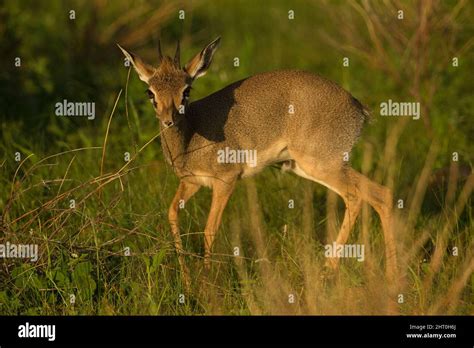 Guenthers Dik Dik Madoqua Guentheri In Savannah Looking At The