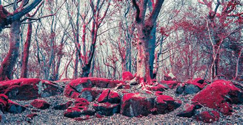 Red Moss and Trees in Galway Forest Wallpaper