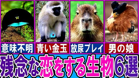 【閲覧注意】ざんねんな恋をする生き物6選【ゆっくり解説】【動物おもしろ雑学】 Youtube