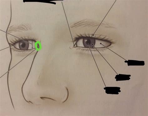 Anatomy Special Sense Labeling Flashcards Quizlet