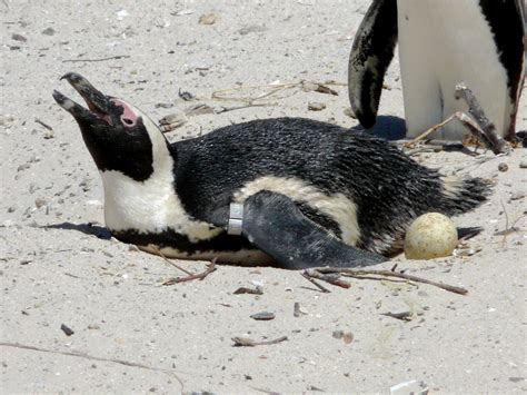 African Penguin | The Life of Animals